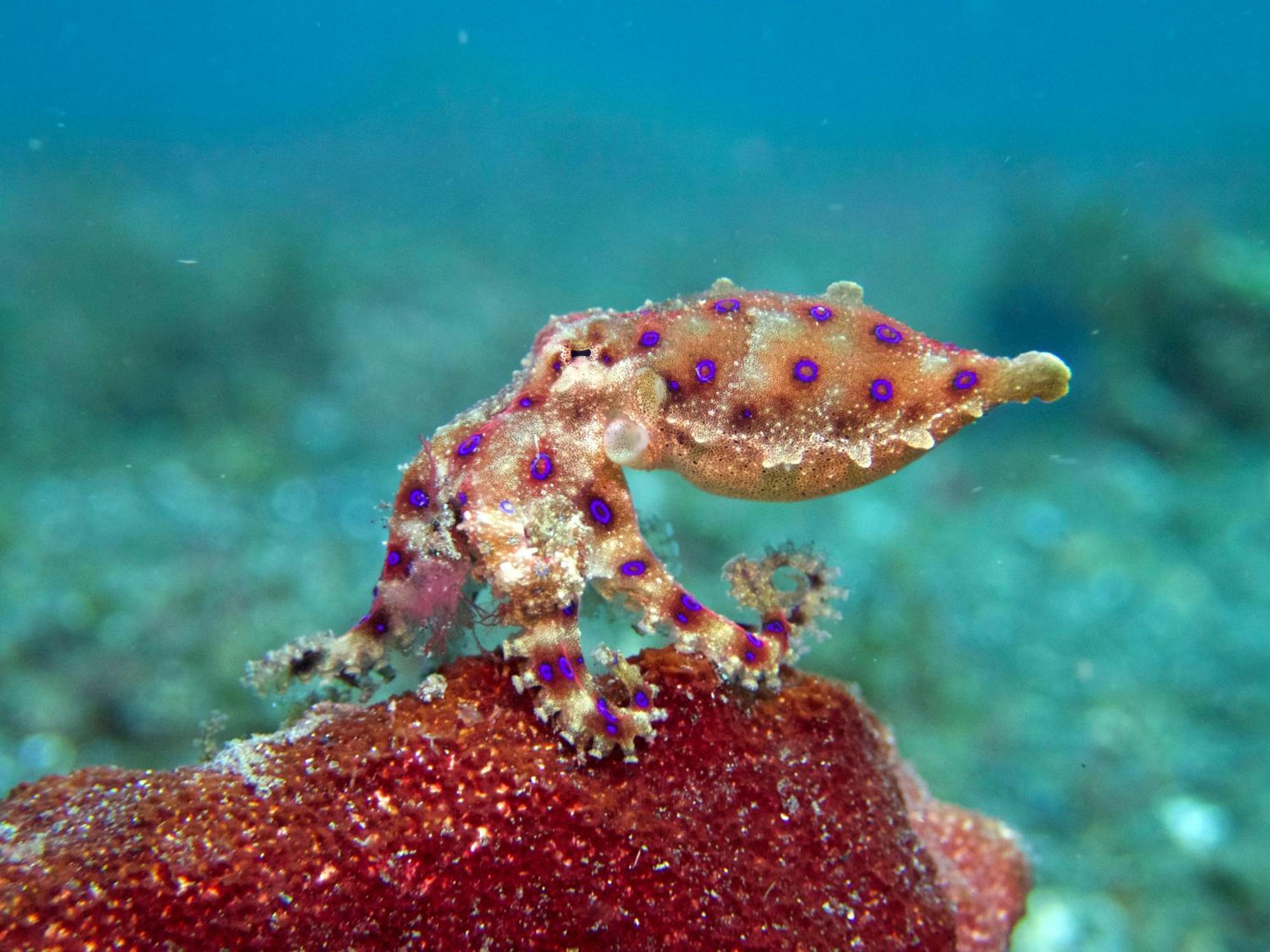 Cocotinos Lembeh A Boutique Dive Lodge Bitung Екстериор снимка