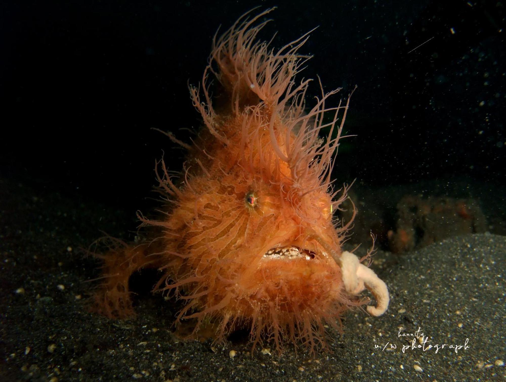 Cocotinos Lembeh A Boutique Dive Lodge Bitung Екстериор снимка