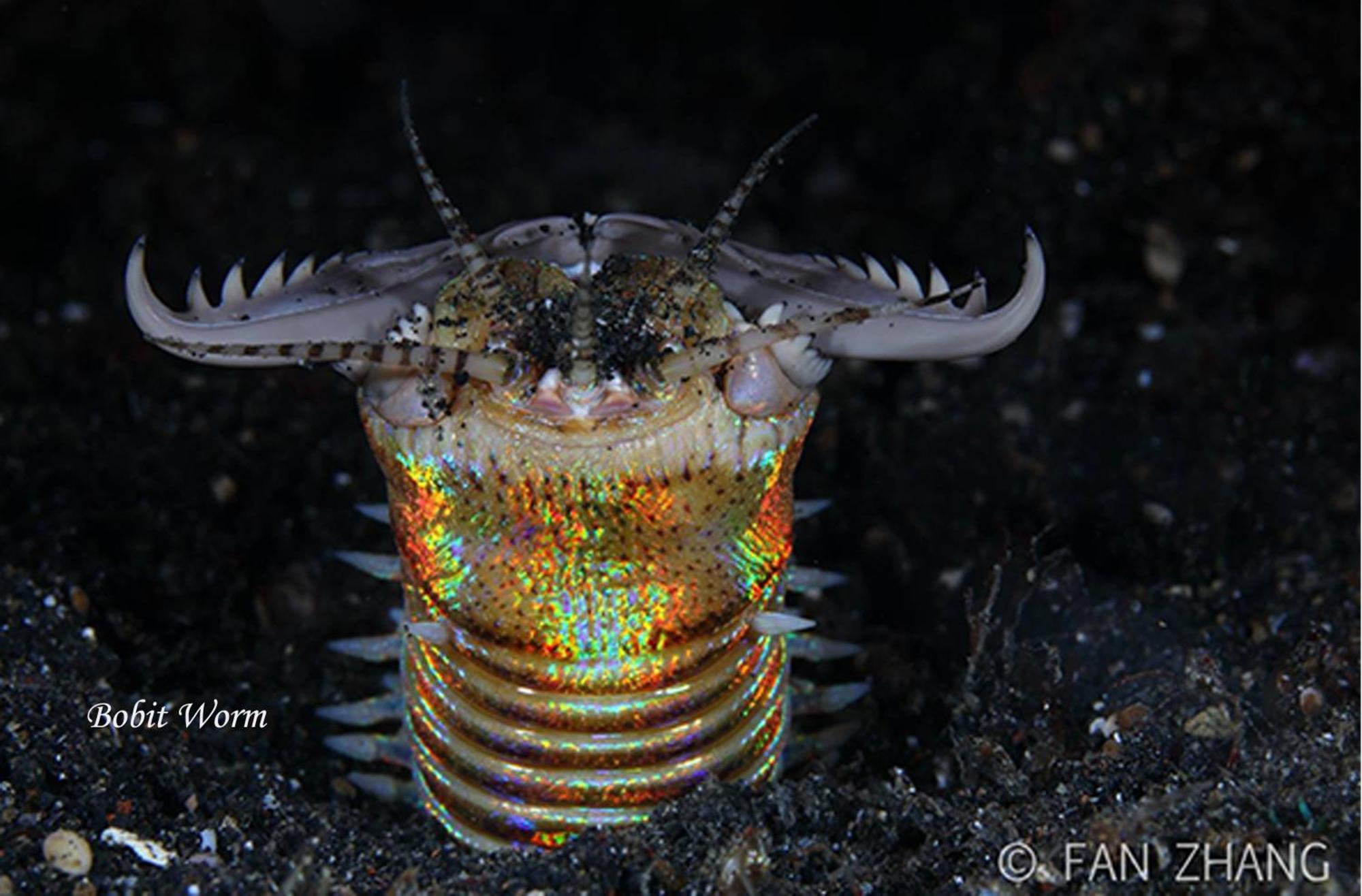 Cocotinos Lembeh A Boutique Dive Lodge Bitung Екстериор снимка